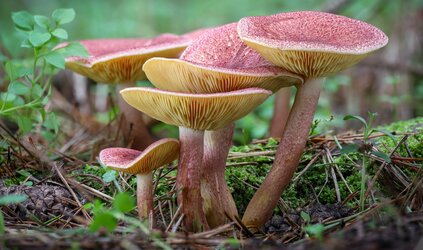 HERFST | Paddenstoelentijd