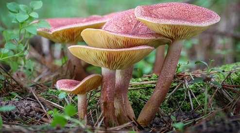 HERFST | Paddenstoelentijd