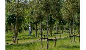 MEDIA | Artikel Boom in Business: Innogreen wil zich nadrukkelijker richten op boomkwekers in de open teelt.