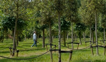 MEDIA | Artikel Boom in Business: Innogreen wil zich nadrukkelijker richten op boomkwekers in de open teelt.