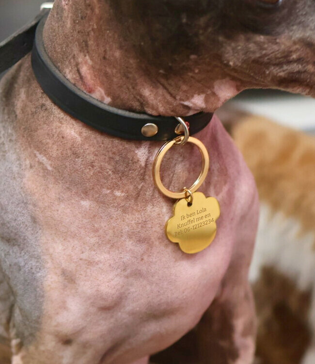 Gegraveerde Hondenpenning Met Naam En Telefoonnummer Op Hondenpoot