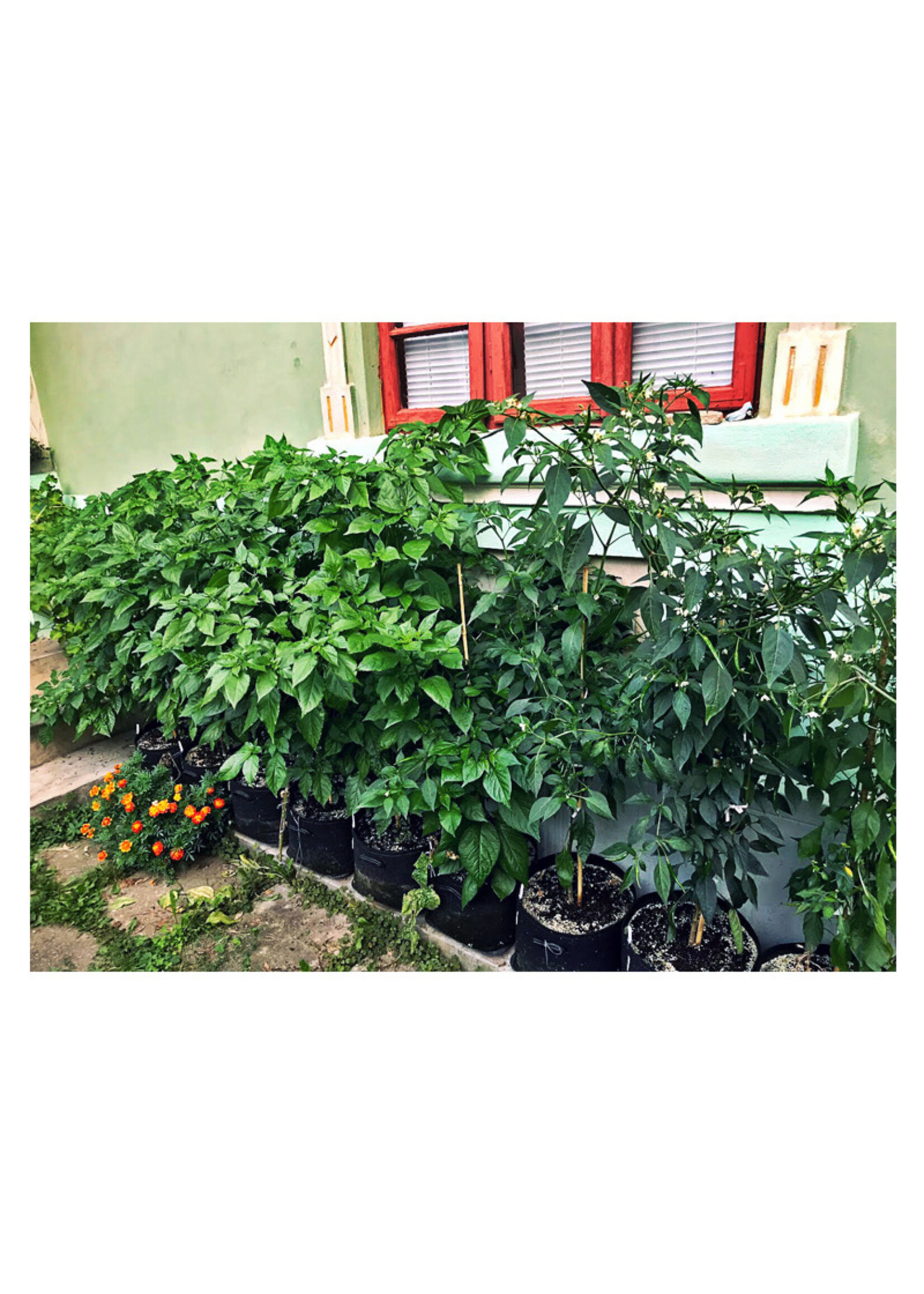 GRONEST GRONEST AQUA BREATHE SMARTPOT