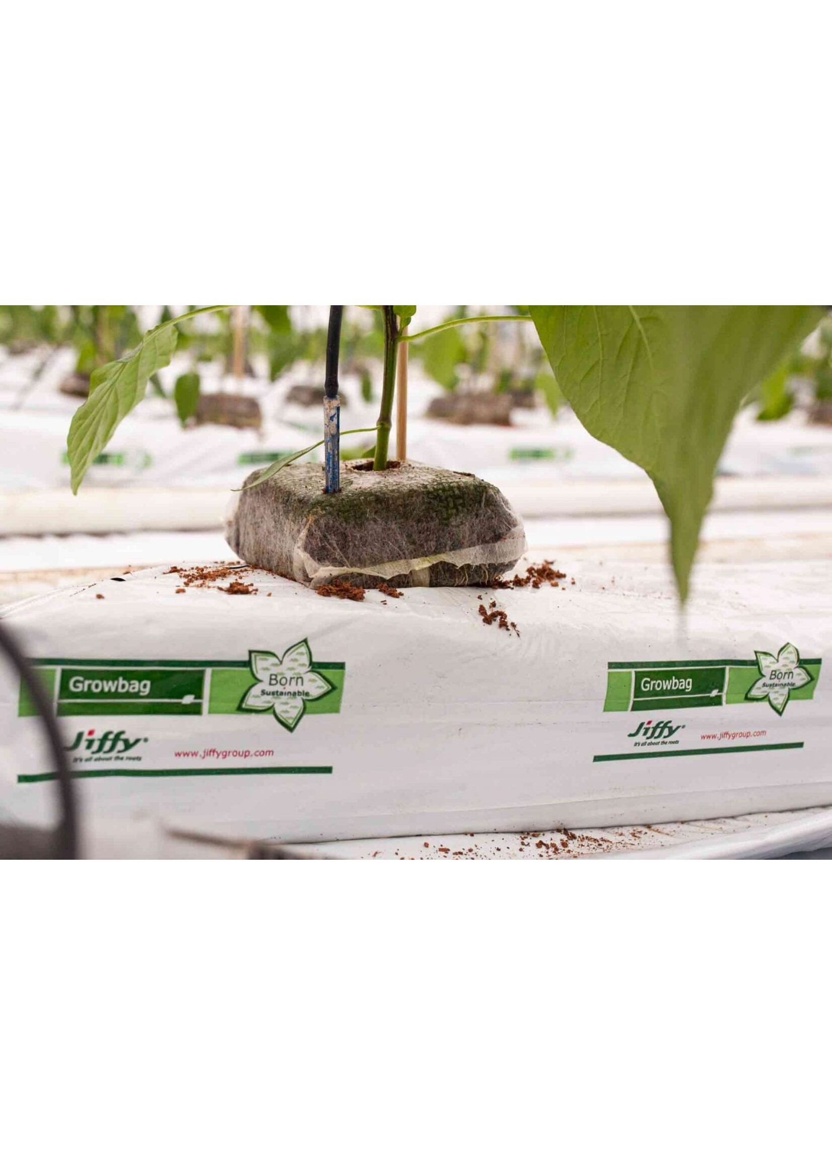 JIFFY JIFFY GROW BLOCK 10 X 10 X 6.5 CM 92PCS