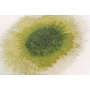 Drop - Green Pepper 2105