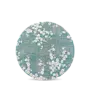 Sakura - Lake Blue 9850