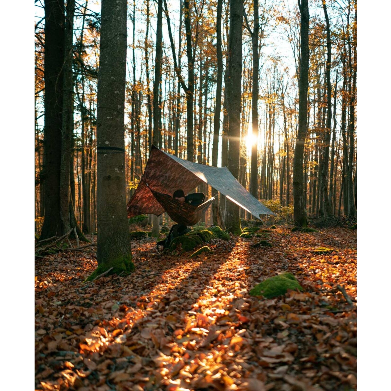 Moskito-Traveller Forest