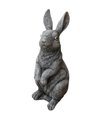 Haas groot