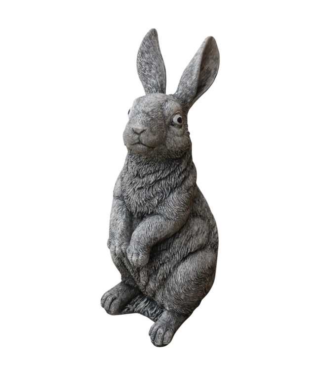 Haas groot