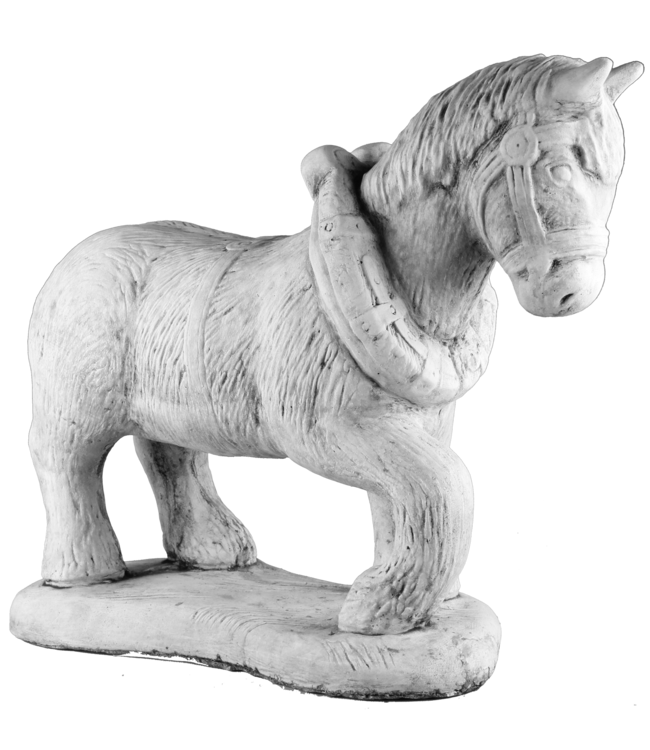 Paard