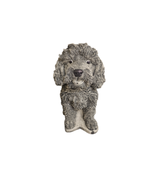 Labradoodle