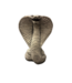 Cobra