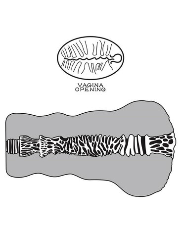LoveToy Alien's Pie 2 - Masturbateur