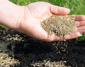 Overseeding / Recovery Grass