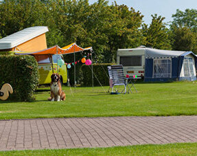 Recreation & Camping Grass