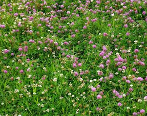 Clovers And Herb Mixes
