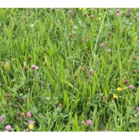 Garden Select Flowery Grass Herb Mixture 1 kg - Attracts Insects - Graszaadselect.com