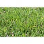 Garden Select Bloemrijk-Graskruidenmengsel 1 kg - Trekt Insecten Aan - Graszaadselect.nl
