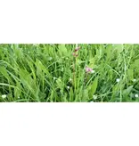 Barenbrug Leckere Kräuter 1 kg - Geeignet für alle Bodenarten - Graszaadselect.com