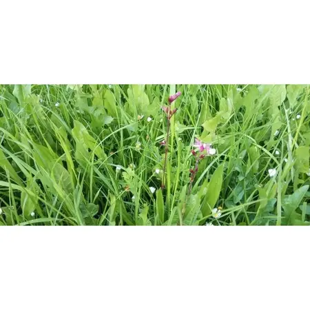 Barenbrug Smakelijke Kruiden 1 kg - Geschikt voor alle bodemsoorten - Graszaadselect.nl