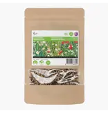 Buzzy Meadow Flowers 50g - 25 m2 - Buy Mixed Flower Seeds? Graszaadselect.nl