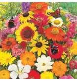 Buzzy Schmetterlingsblüten-Mischung, 250g 125m2. - Blumensamen für Schmetterlinge kaufen?