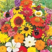 Schmetterlingsblüten-Mischung, 250g 125m2.