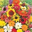 Buzzy Schmetterlingsblüten-Mischung, 250g 125m2. - Blumensamen für Schmetterlinge kaufen?