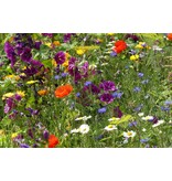 Buzzy Blumenmischung für Bienen - 250g 125m2 - Gemischte Blumensamen kaufen?