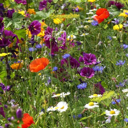 Buzzy Blumenmischung für Bienen - 250g 125m2 - Gemischte Blumensamen kaufen?