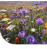 Buzzy Blumenmischung für Bienen - 250g 125m2 - Gemischte Blumensamen kaufen?