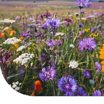 Blumenmischung für Bienen - 250g 125 m2