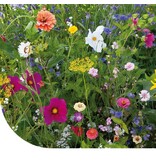 Buzzy Sommerblumen-Mischung einjährig, 250g 125m2. - Gemischtes Blumensaatgut kaufen?