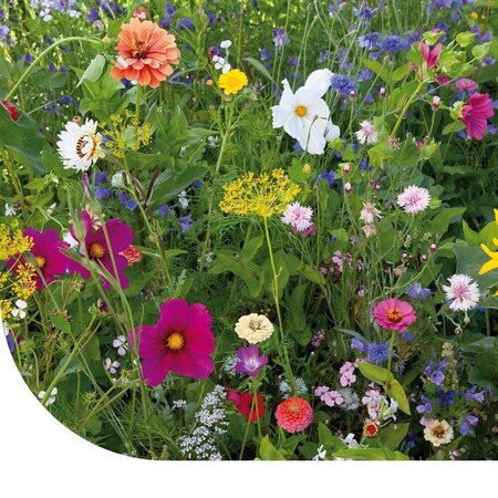 Buzzy Sommerblumen-Mischung einjährig, 250g 125m2. - Gemischtes Blumensaatgut kaufen?