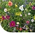 Buzzy Summer Flowers Mixture Annual, 250g 125 m2.