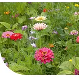 Buzzy Schnittblumenmischung 250g 150m2 - Blumenmischungen kaufen? Graszaadselect.com