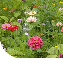 Snijbloemenmengsel 250g 150m2