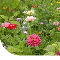 Schnittblumenmischung 250g 150m2