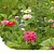Buzzy Schnittblumenmischung 250g 150m2