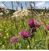 Buzzy Indigenous Flower Mixture 250g 125m2 - Buy Mixed Flower Seeds?