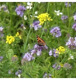 Buzzy  BIO Gemengde Bloemzaden 50m² - Biologische Gemengde Bloemzaden - Graszaadselect.nl