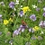 Buzzy BIO Mixed Flower Seeds 50m²