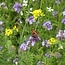 Buzzy BIO Mixed Flower Seeds 50m² - Organic Mixed Flower Seeds - Graszaadselect.com