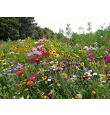 GS Bloemenmengsel - Plukbloemen 1 Kg. -  500 m2 - Snijbloemen - Eenjarige Bloemen Kopen?