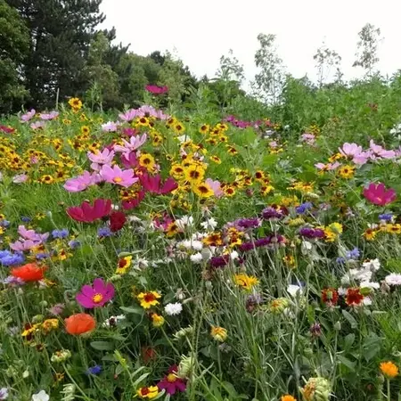 GS Bloemenmengsel - Plukbloemen 1 Kg. -  500 m2 - Snijbloemen - Eenjarige Bloemen Kopen?