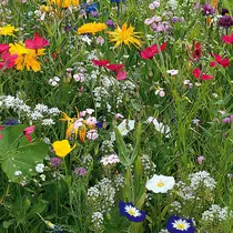 Floramengsel Plukbloemen 1 Kg. -  500 m2