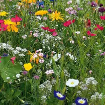 Blumenmischung Pflücken von Blumen 1 kg – 500 m²