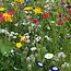 GS Bloemenmengsel - Plukbloemen 1 Kg. - 500 m2 - Snijbloemen - Eenjarige Bloemen Kopen?