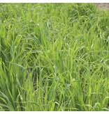 DLF Japanese Oats (Vitalli) 20 kg - Buy Green manure crops? Graszaadselect.com