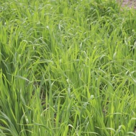 DLF Japanese Oats (Vitalli) 20 kg - Buy Green manure crops? Graszaadselect.com