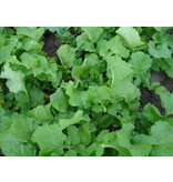 Trident Leaf Ramenas 25 kg Multiresistent - Bietet eine gute Unkrautunterdrückung